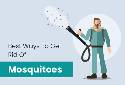 10 Amazing Ways To Get Rid Of Mosquitoes