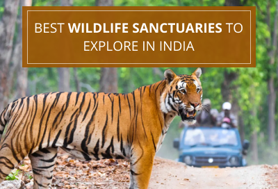 15 Best Wildlife Sanctuaries To Explore In India