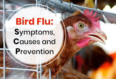 Bird Flu Symptoms Causes And Prevention