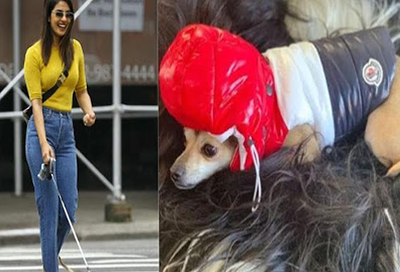 You will be surprised to know the cost of Priyanka Chopras pet Dog Dianas winter jacket