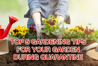 Top 5 Gardening Tips To Keep Your Garden Blooming During Quarantine