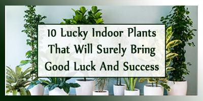 10 Lucky Indoor Plants That Will Surely Bring Good Luck and Success