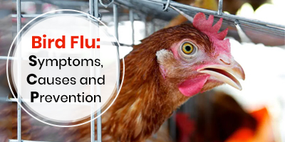 Bird-Flu-Symptoms-Causes-And-Prevention