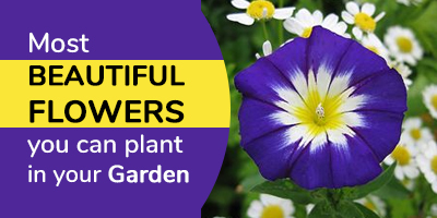 15-Types-Of-Flowers-You-Should-Have-In-Your-Garden