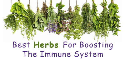 6-Immunity-Boosting-Herbs-To-Fight-Against-COVID-19
